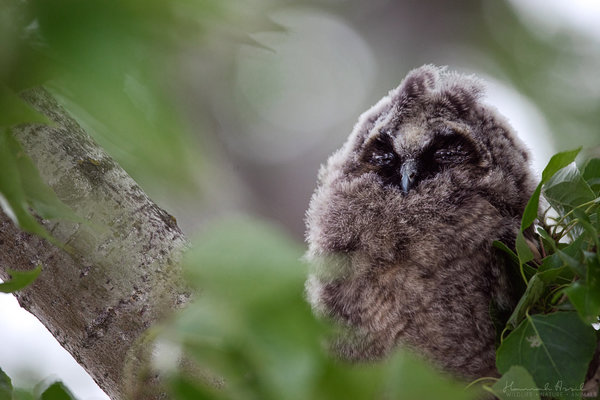 Sleepy Owl - Ausstellunsstück