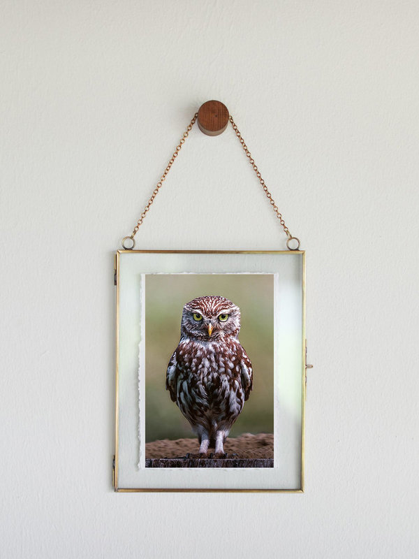 Grumpy Owl